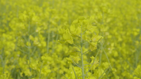 swaying canola flower in bright yellow rapeseed farm land, closeup