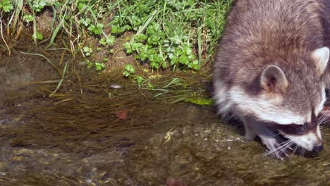 Junger-Waschbär-Im-Wasserstrom,-Der-An-Sonnigen-Tagen-In-Der-Natur-Nach-Nahrung-Sucht