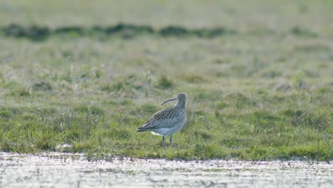 a few curlew birds resting near water puddle flooded wetland during migration