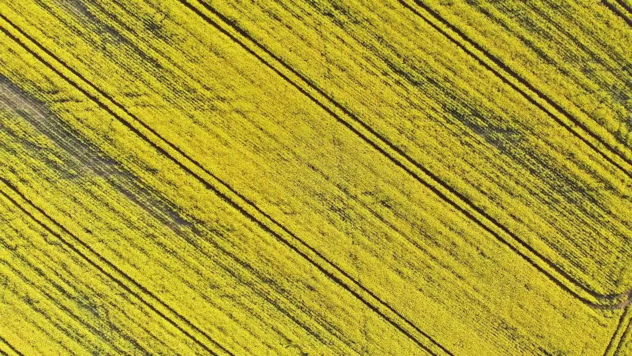 imágenes de drones aéreos ascendentes de cultivos de color amarillo brillante vibrantes y perfectamente estampados en el campo de agricultores ingleses revelan