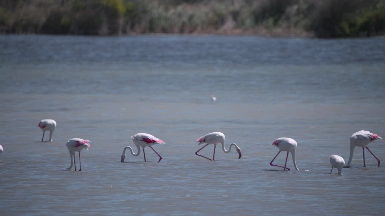 pájaros flamencos rosados pastando en bandada en la corriente del río que fluye