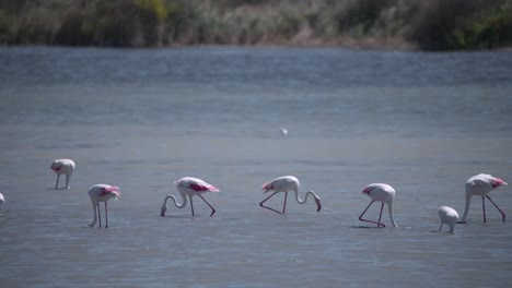 Pink-greater-flamingo-birds-grazing-in-flock-in-flowing-river-stream