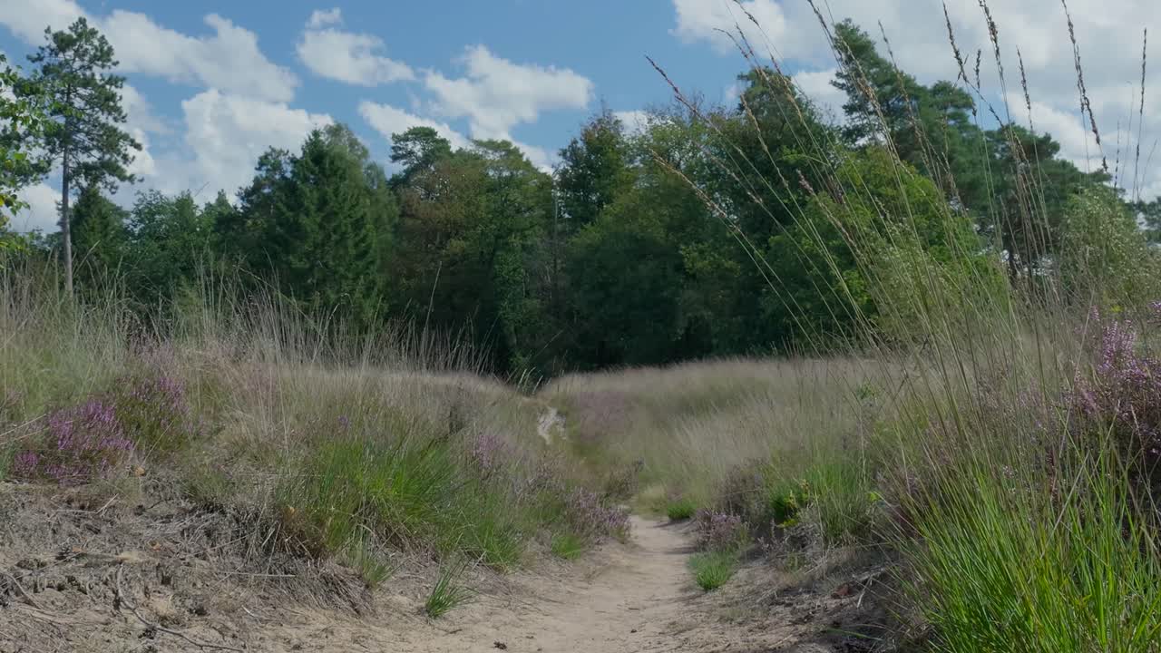 Path through a grassy field with trees