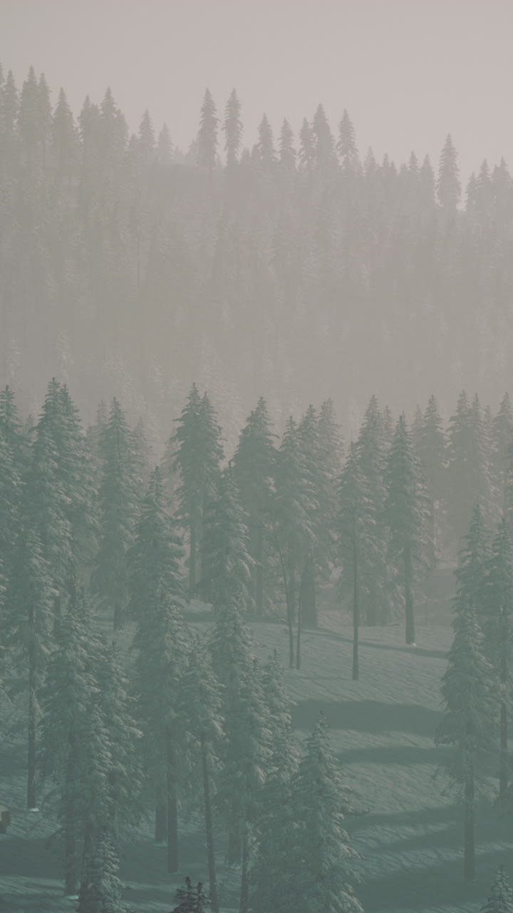 안개 속 의 눈 인 산림