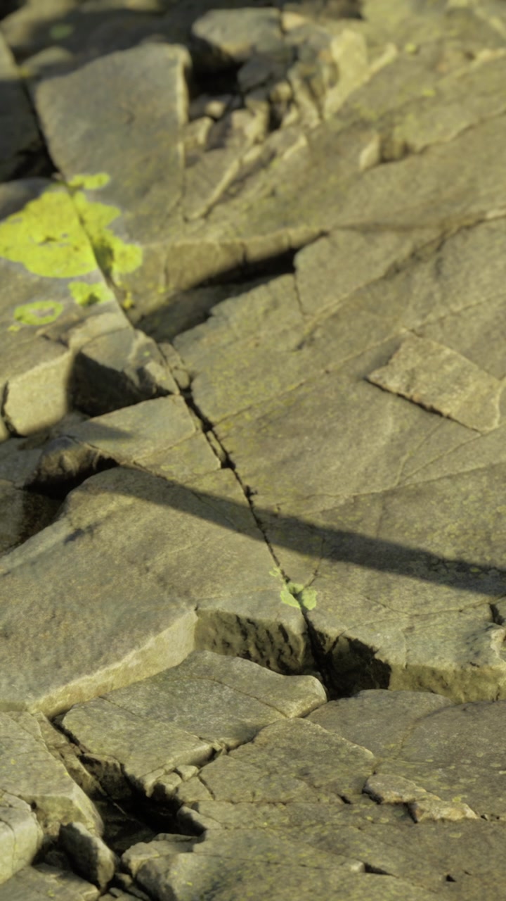 Pianta che cresce attraverso una fessura nella roccia in ambiente naturale, alla luce del giorno.