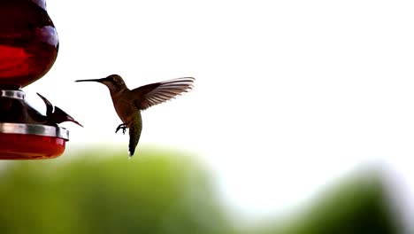 Hummingbird-visits-the-feeder-on-a-hot-summer-day