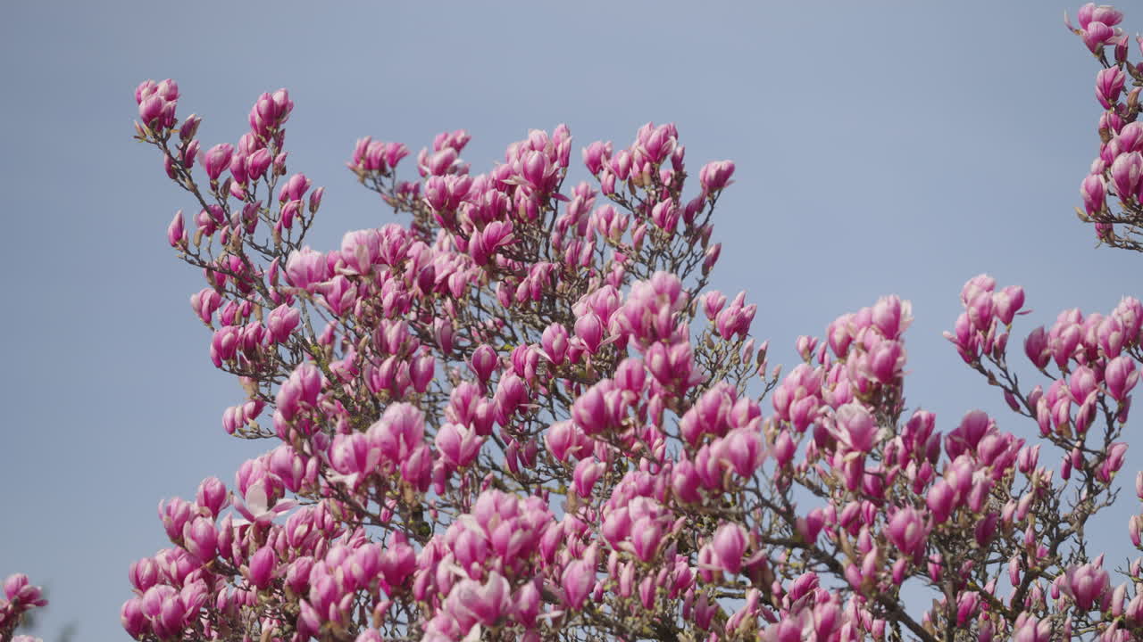 las flores de un árbol de magnolia en primavera