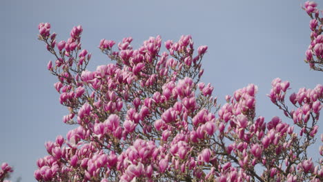 Blüten-Eines-Magnolienbaums-Im-Frühling