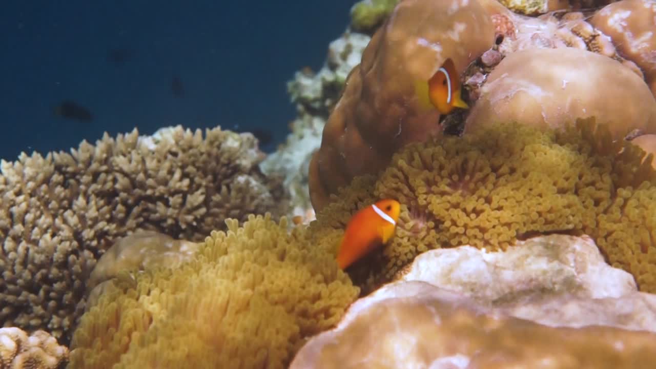 Pesce d'acqua salata d'attualità, pesce pagliaccio - barriera corallina alle Maldive, pesce anemone