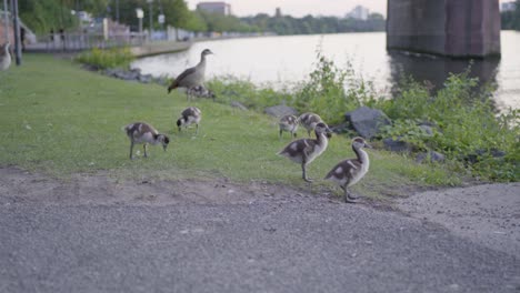 geese family walking by a river in a city park at dusk, with young goslings following an adult