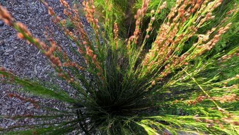 close-up view of a lush green bush