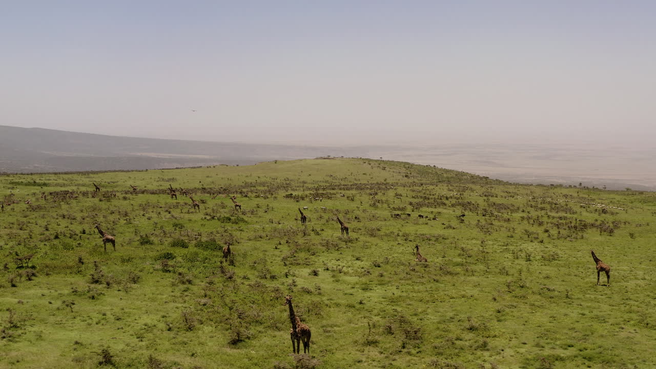 Numerose giraffe sulle verdi colline vicino alla valle del Serengeti, Tanzania.