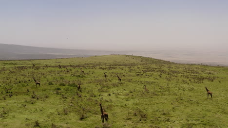 numerous giraffes on the green hills near serengeti valley, tanzania