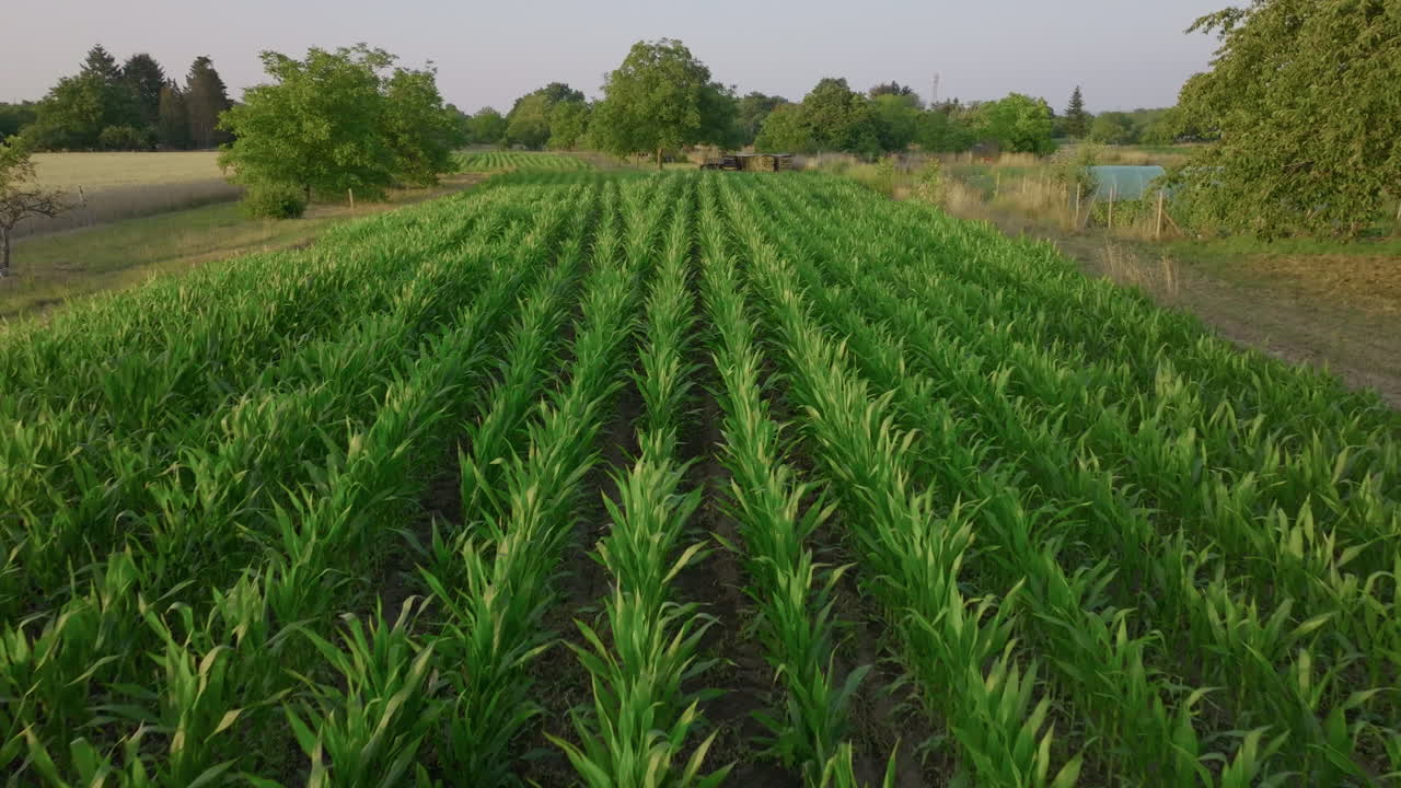 vista aérea de un campo de maíz