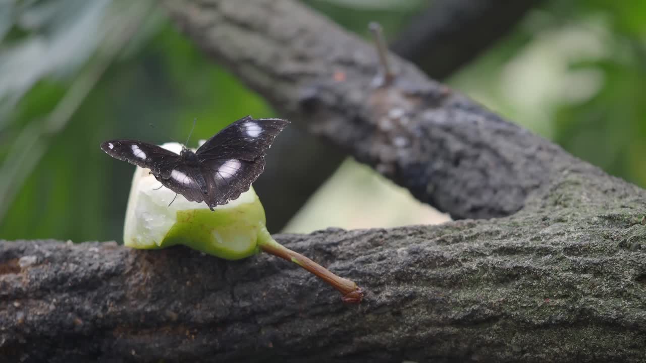 Butterfly on a Pear