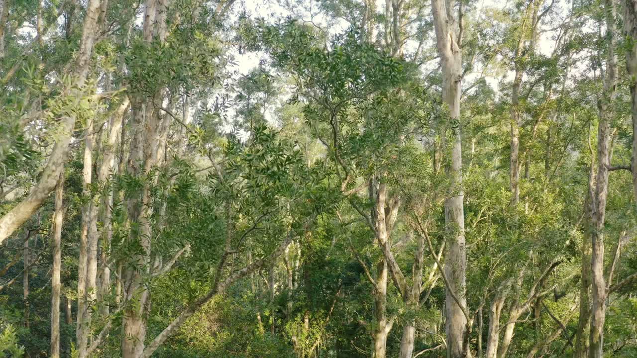 Moving between trees with sunlight.