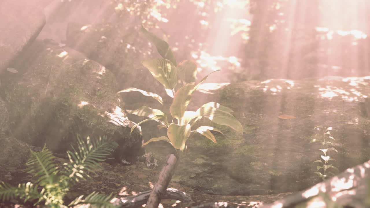 la luz del sol filtrándose a través de un bosque de niebla