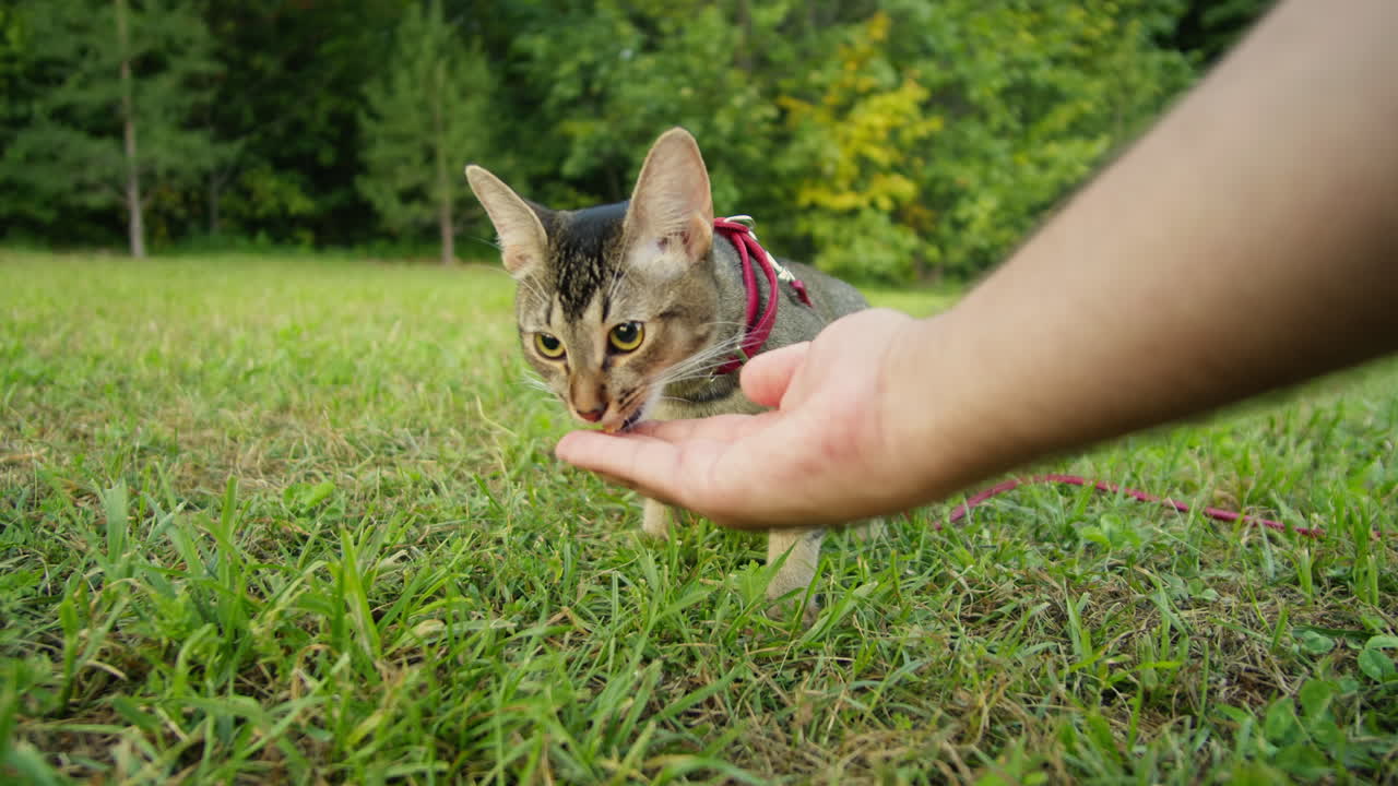 Small pretty cat walking in the park with young woman owner eating some treats food. Close-up of kitty on green grass. Nature