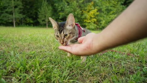 small pretty cat walking in the park with young woman owner eating some treats food. close-up of kitty on green grass. nature