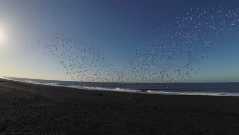 flock of seagulls over a dark sand beach