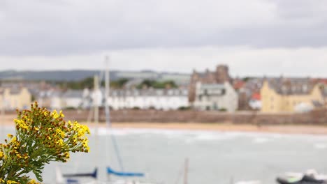 flowers and boats in a coastal town