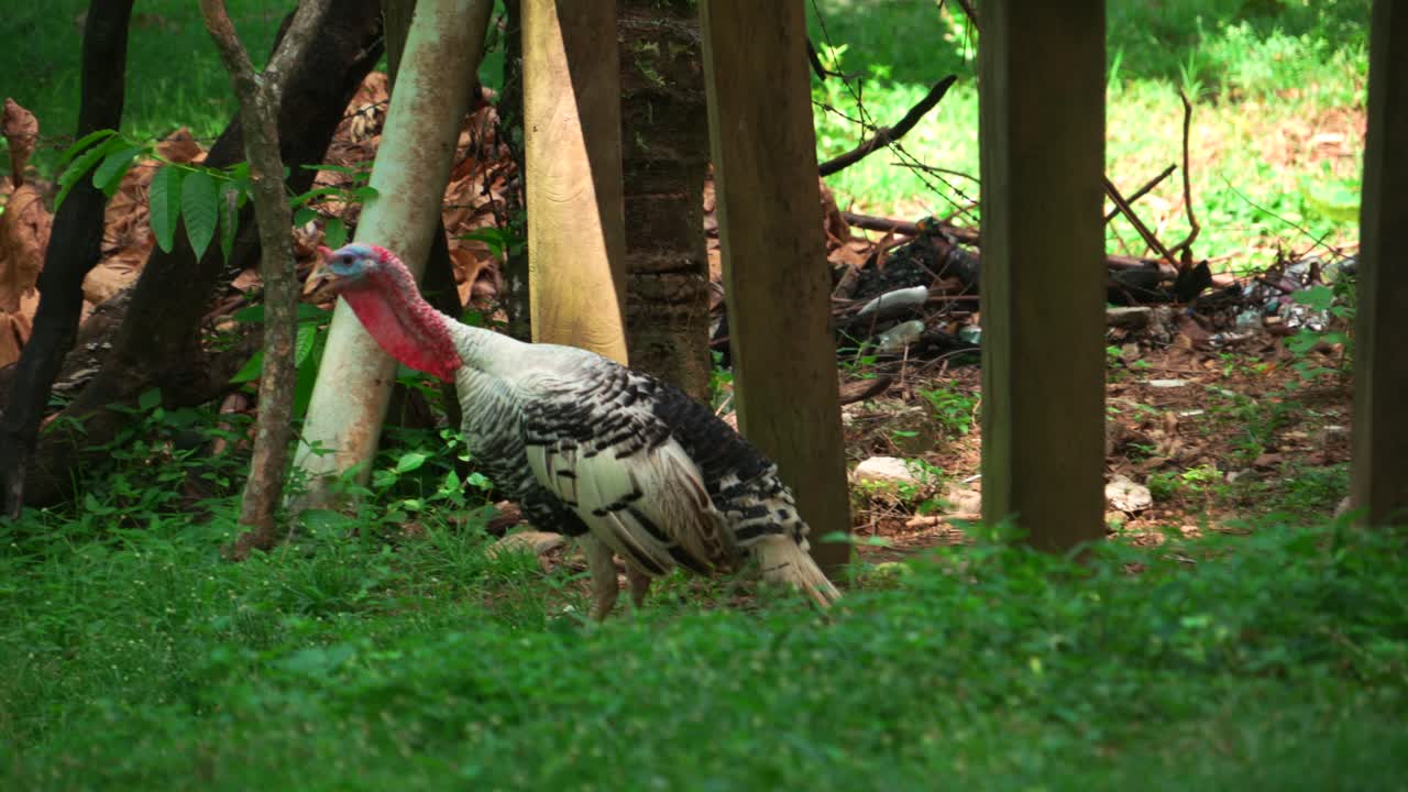 un solo pavo salvaje vivo blanco y negro con un palo rojo y una cara azul caminando y comiendo hierba verde, de mano de cerca