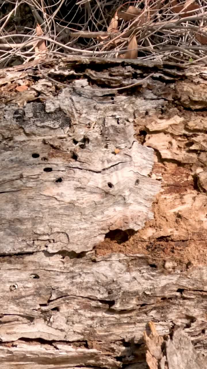 Time-lapse della graduale decomposizione di un tronco