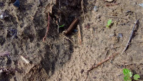 Isolated-armoured-african-tractor-millipede-xystodesmidae-crawling-on-forest-floor-close-up-tracking-shot---Gambia,-West-Sub-Saharan-Africa