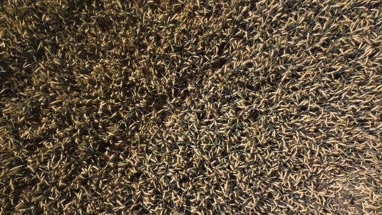 로이 밀 곡물  ⁇  농장 플랜테이션 드론 농장 위를 날아