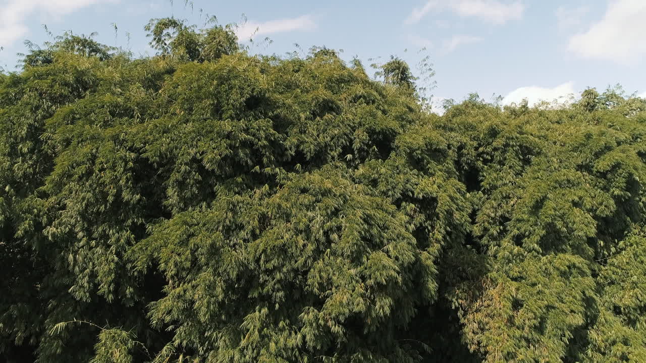 Bamboo tree drone aerial shot, green beautiful Ecuadorian bamboo