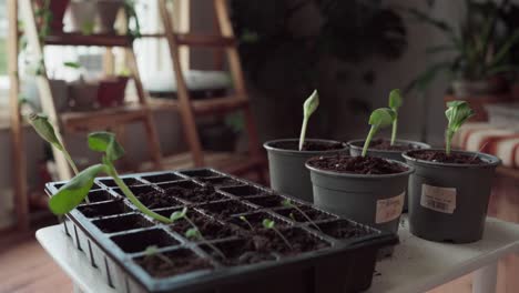 seedlings in plastic pots inside the nursery