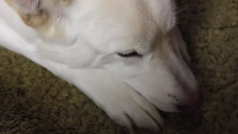 siberian husky laying down on the carpet trying to sleep