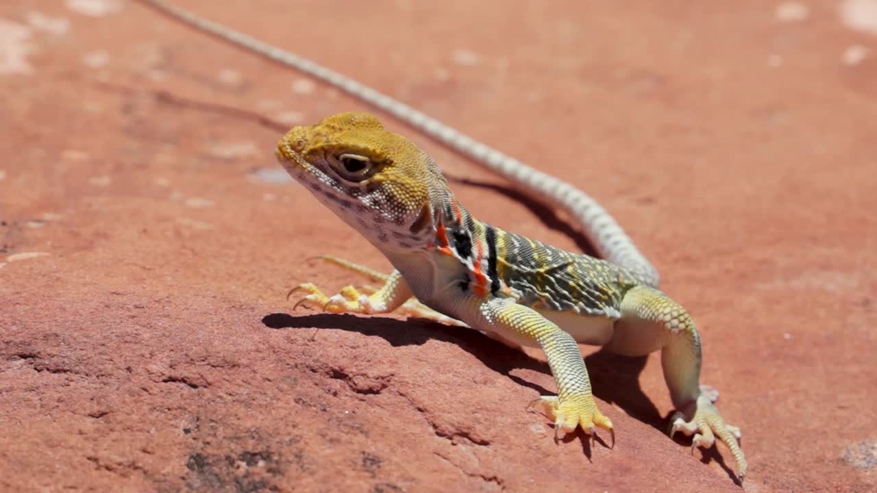 Collared Lizard on a Rock