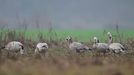 the flock of bar headed goose in morning