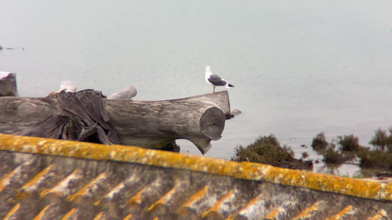 Seagull resting on a piece of wood by the sea on a cloudy day, with weathered roof tiles in the foreground and calm water in the background