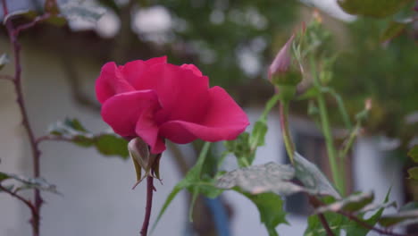 CLOSE-UP-Footage-of-Rose-Tree-In-a-House-Garden-at-Kalamata-SLOW-MOTION