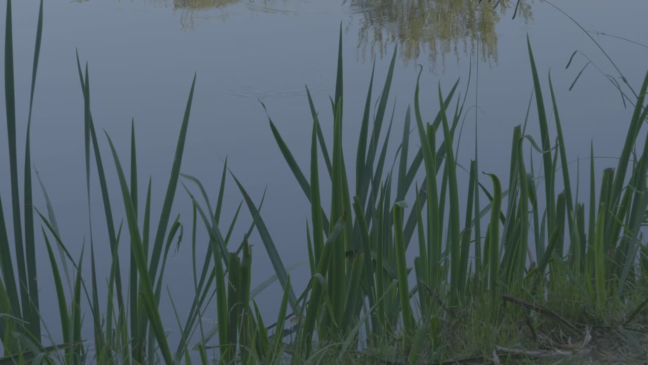 See hinter grünem Laubwerk.