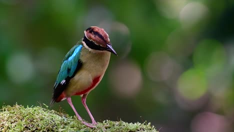 Uno-De-Los-Pittas-Más-Buscados-Y-Catalogado-Como-Una-Especie-Vulnerable