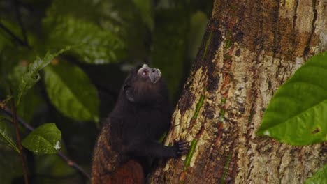 single saddleback tamarin monkey climbs up the tree and looks around in an inquisitive way