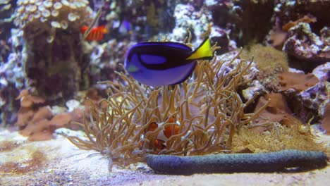 topical saltwater fish ,clownfish anemonefish