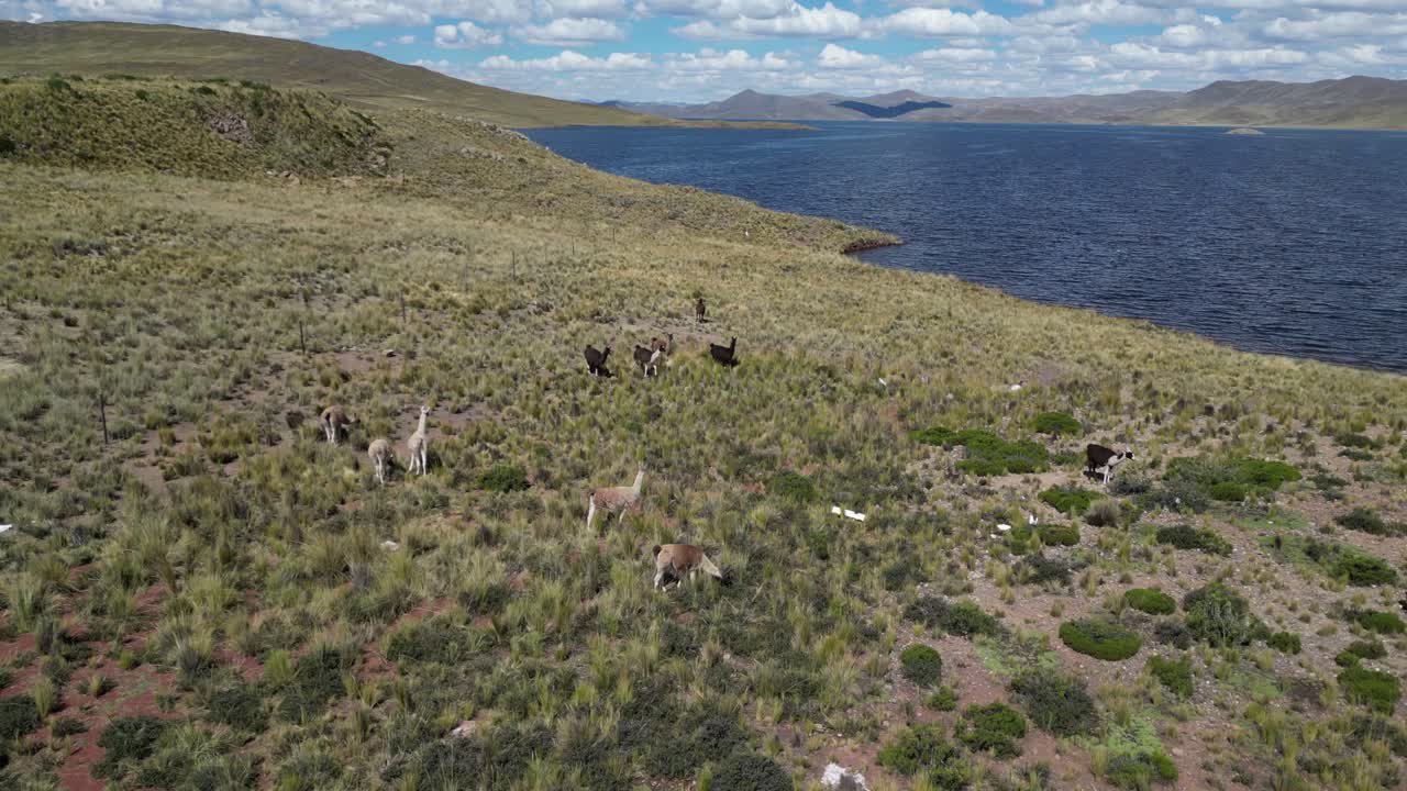 Llama herd graze on rugged shoreline of altiplano lake in southern Peru