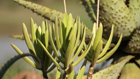 Incline-Hacia-Arriba-El-Aloe-Abanico-Verde-Saludable-Con-El-Aloe-De-Montaña-Puntiagudo-En-El-Fondo