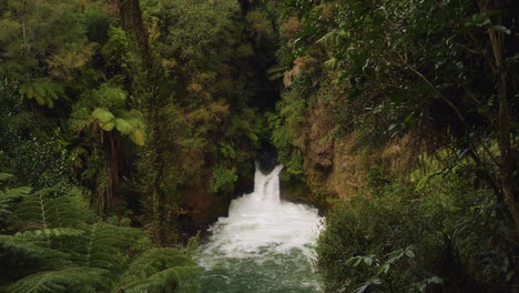 lush green rainforest surrounds tutea falls flowing through rocks on kaituna river near rotorua, new zealand
