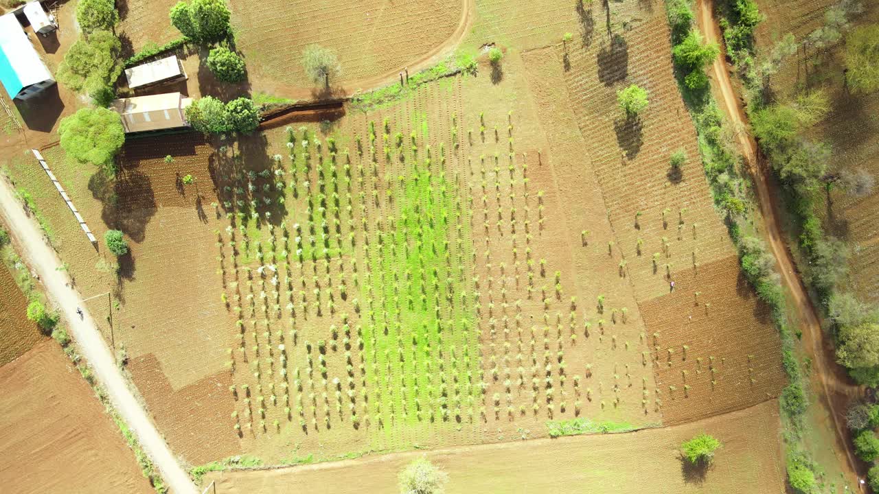 asentamientos rurales de áfrica, casas rurales de kenia, granjas de agricultura verde, asentamientos pobres de áfrica, casas rurales de kenia