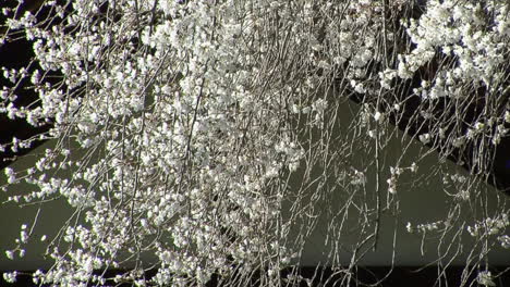 Kirschbaumblüten-Hängen-Vor-Der-Fassade-Eines-Japanischen-Hauses