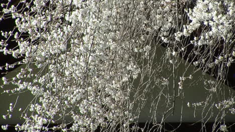 cherry tree blossoms hang in front of the facade of a japanese house