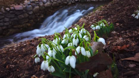 a time-lapse of a few snow drop flowers next to a stream with movement