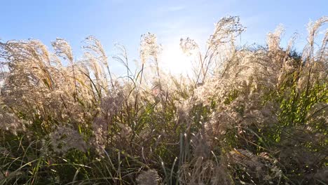 pampas grass gently swaying under the sun