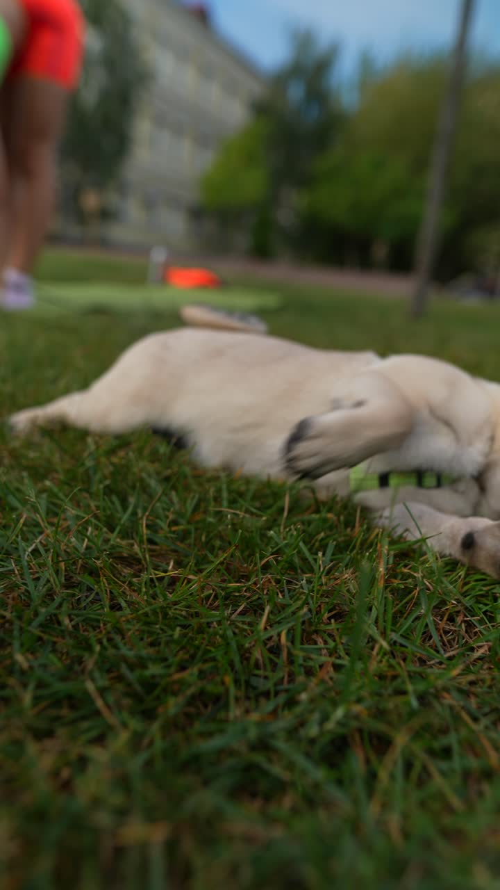 공원에서 놀고 있는 강아지
