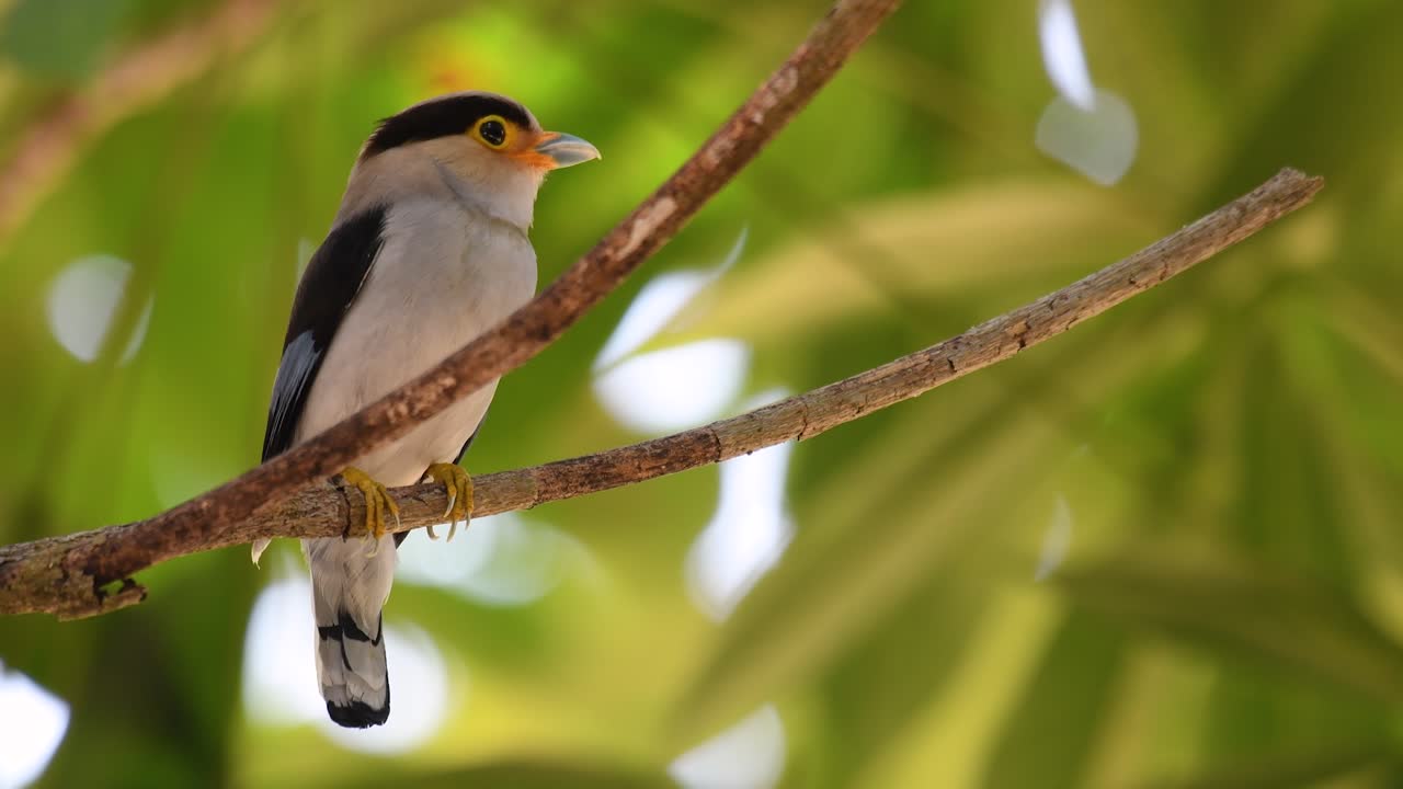 The Silver-breasted Broadbill is a famous bird in Thailand, both local and international